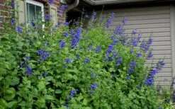 Black And Blue Salvia (Blue Anise Sage) - Salvia Guaranitica - 6 Pack Of 1 Gallon Pots 13 Black And Blue Salvia (Blue Anise Sage) - Salvia Guaranitica - 6 Pack Of 1 Gallon Pots -FRUIT TREES & PLANTS Sales Salvia Black And Blue 6