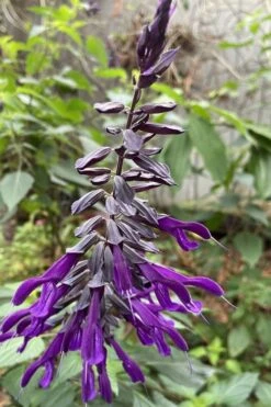 Purple Majesty Salvia (Salvia Guaranitica) - 1 Gallon Pot -FRUIT TREES & PLANTS Sales Salvia Guarantica Purple Majesty 1