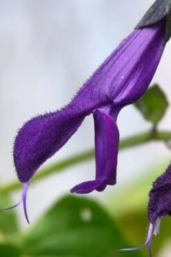Purple Majesty Salvia (Salvia Guaranitica) - 1 Gallon Pot -FRUIT TREES & PLANTS Sales Salvia Guarantica Purple Majesty 4