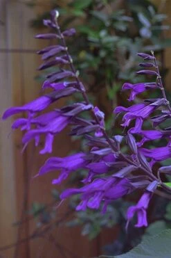Purple Majesty Salvia (Salvia Guaranitica) - 1 Gallon Pot -FRUIT TREES & PLANTS Sales Salvia Guarantica Purple Majesty 5