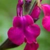 Heatwave Brilliance Salvia (Sage) - 1 Gallon Pot -FRUIT TREES & PLANTS Sales Salvia Heatwave Brilliance 5