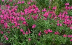 Heatwave Brilliance Salvia (Sage) - 1 Gallon Pot -FRUIT TREES & PLANTS Sales Salvia Heatwave Brilliance Landscape