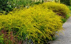 Fireworks Goldenrod (Solidago) - 1 Gallon Pot 13 Fireworks Goldenrod (Solidago) - 1 Gallon Pot -FRUIT TREES & PLANTS Sales Solidag Fireworks 10