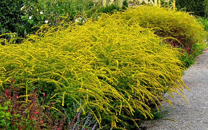 Fireworks Goldenrod (Solidago) - 1 Gallon Pot 7 Fireworks Goldenrod (Solidago) - 1 Gallon Pot - Image 5