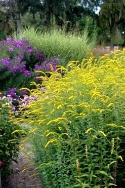 Fireworks Goldenrod (Solidago) - 1 Gallon Pot 12 Fireworks Goldenrod (Solidago) - 1 Gallon Pot -FRUIT TREES & PLANTS Sales Solidago Fireworks 6