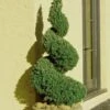 Spiral Dwarf Alberta Spruce Topiary - 7 Gallon Pot 1 Spiral Dwarf Alberta Spruce Topiary - 7 Gallon Pot -FRUIT TREES & PLANTS Sales Spruce Dwarf Alberta Spiral Topiary 500x750 1