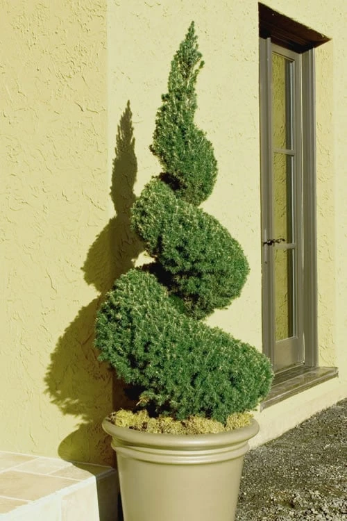 Spiral Dwarf Alberta Spruce Topiary - 5 Gallon Pot 3 Spiral Dwarf Alberta Spruce Topiary - 5 Gallon Pot