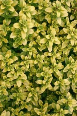 Archers Gold Lemon Thyme - Thymus Citriodorus - 10 Pack Of Pint Pots -FRUIT TREES & PLANTS Sales Thyme Archers Gold Rev 500x750 1