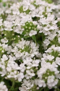 White Creeping Thyme (Thymus Praecox 'Albiflorus') - 6 Pack Of Pint Pots 10 White Creeping Thyme (Thymus Praecox 'Albiflorus') - 6 Pack Of Pint Pots -FRUIT TREES & PLANTS Sales Thyme Creeping White 3 2