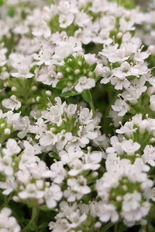 White Creeping Thyme (Thymus Praecox 'Albiflorus') - 6 Pack Of Pint Pots 6 White Creeping Thyme (Thymus Praecox 'Albiflorus') - 6 Pack Of Pint Pots - Image 4