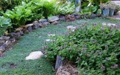 Elfin Creeping Thyme - Thymus Serphyllum - 10 Pack Of 4" Pint Pots -FRUIT TREES & PLANTS Sales Thyme Elfin 10 5