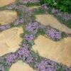 Elfin Creeping Thyme - Thymus Serpyllum Elfin - 18 Pack Of 3.5" Pint Pots 1 Elfin Creeping Thyme - Thymus Serpyllum Elfin - 18 Pack Of 3.5" Pint Pots -FRUIT TREES & PLANTS Sales Thyme Elfin 15 4