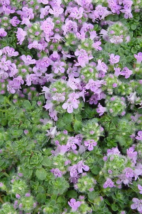 Elfin Creeping Thyme (Thymus Serpyllum 'Elfin') - 5 Pack Of Quart Pots 8 Elfin Creeping Thyme (Thymus Serpyllum 'Elfin') - 5 Pack Of Quart Pots - Image 6