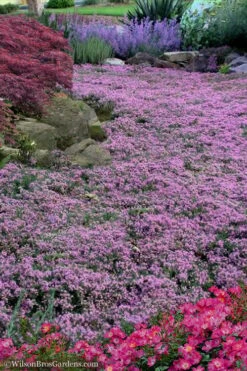 Pink Chintz Thyme - Thymus Serpyllum - 10 Pack Of Pint Pots -FRUIT TREES & PLANTS Sales Thyme Pink Chintz 10