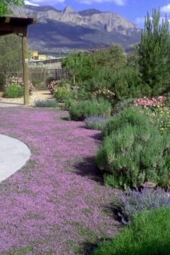 Pink Chintz Thyme - Thymus Serpyllum - 10 Pack Of Pint Pots