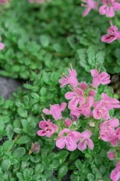 Pink Chintz Thyme - Thymus Serpyllum - 10 Pack Of Pint Pots -FRUIT TREES & PLANTS Sales Thyme Pink Chintz 5