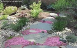 Pink Chintz Thyme - Thymus Serpyllum - 5 Pack Of Pint Pots -FRUIT TREES & PLANTS Sales Thyme Pink Chintz 8 1