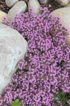 Pink Chintz Thyme - Thymus Serpyllum - 10 Pack Of Pint Pots -FRUIT TREES & PLANTS Sales Thyme Red Creeping 12