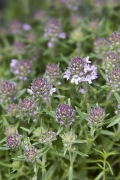 Spicy Orange Thyme - 6 Pack Of Pint Pots -FRUIT TREES & PLANTS Sales Thyme Spicy Orange 10