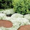 White Creeping Thyme (Thymus Praecox 'Albiflorus') - 5 Pack Of Quart Pots -FRUIT TREES & PLANTS Sales Thyme White Creeping 10