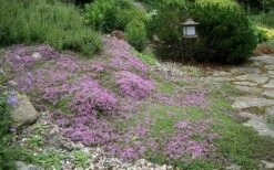 Splendens Purple Creeping Thyme - (Thymus Praecox) - 5 Pack Of Quart Pots -FRUIT TREES & PLANTS Sales Thymus Praecox Splendens 1