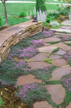 Splendens Purple Creeping Thyme - (Thymus Praecox) - 5 Pack Of Quart Pots -FRUIT TREES & PLANTS Sales Thymus Praecox Splendens 3