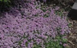 Splendens Purple Creeping Thyme - (Thymus Praecox) - 5 Pack Of Quart Pots -FRUIT TREES & PLANTS Sales Thymus Praecox Splendens 4