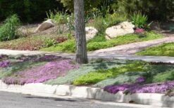 Woolly Creeping Thyme (Thymus Lanuginosis) - 5 Pack Of Pint Pots 20 Woolly Creeping Thyme (Thymus Lanuginosis) - 5 Pack Of Pint Pots -FRUIT TREES & PLANTS Sales Thymus mixture 1