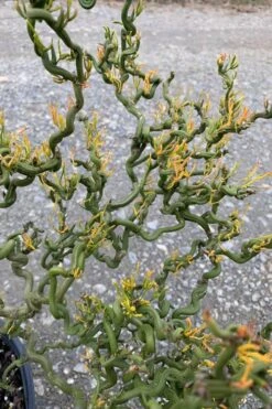 Tiny Dragon Hardy Orange (Poncirus Trifoliata) - 5 Gallon Pot - SALE! -FRUIT TREES & PLANTS Sales Trifoliate Orange Tiny Dragon 1