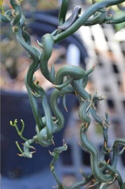 Tiny Dragon Hardy Orange (Poncirus Trifoliata) - 5 Gallon Pot - SALE! -FRUIT TREES & PLANTS Sales Trifoliate Orange Tiny Dragon 2