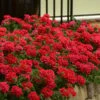 EnduraScape Red Verbena - 5 Pack Of Pint Pots -FRUIT TREES & PLANTS Sales Verbena EnduraScape Red 6 1