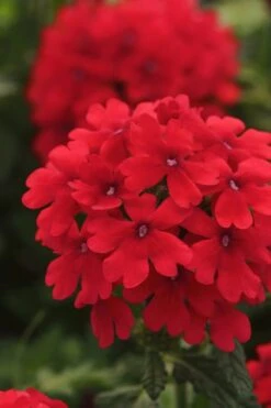 EnduraScape Red Verbena - 5 Pack Of Pint Pots -FRUIT TREES & PLANTS Sales Verbena EnduraScape Red 7 1