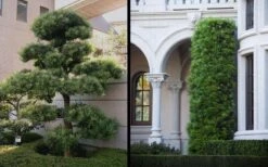 Podocarpus Macrophyllus Upright Yew - 3 Gallon Pot -FRUIT TREES & PLANTS Sales Yew Podocarpus 2