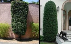 Podocarpus Macrophyllus Upright Yew - 3 Gallon Pot -FRUIT TREES & PLANTS Sales Yew Podocarpus 3