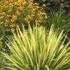 Color Guard Yucca - 2 Gallon Pot 2 Color Guard Yucca - 2 Gallon Pot -FRUIT TREES & PLANTS Sales Yucca Color Guard Rev 500x750 1