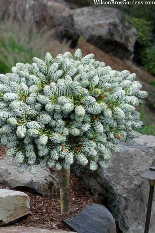 Ice Breaker Korean Fir (Single Trunk Topiary) - 2 Gallon Pot 3 Ice Breaker Korean Fir (Single Trunk Topiary) - 2 Gallon Pot