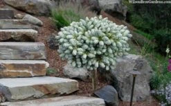 Ice Breaker Korean Fir (Single Trunk Topiary) - 2 Gallon Pot 11 Ice Breaker Korean Fir (Single Trunk Topiary) - 2 Gallon Pot -FRUIT TREES & PLANTS Sales abies koreana kouhouts ice breaker korean fir 2