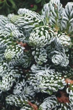 Ice Breaker Korean Fir (Single Trunk Topiary) - 2 Gallon Pot 10 Ice Breaker Korean Fir (Single Trunk Topiary) - 2 Gallon Pot -FRUIT TREES & PLANTS Sales abies koreana kouhouts ice breaker korean fir 3