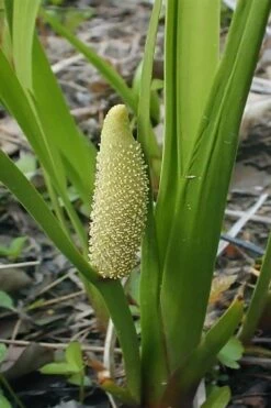 American Sweet Flag (Acorus Americanus) - 1 Gallon Pot -FRUIT TREES & PLANTS Sales acorus americanus american sweet flag 10