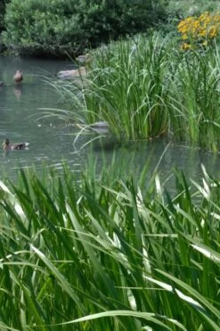 American Sweet Flag (Acorus Americanus) - 6 Pack Of 1 Gallon Pots -FRUIT TREES & PLANTS Sales acorus americanus american sweet flag 11 2