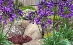 Ever Amethyst Agapanthus (Lily Of The Nile) - 1 Gallon Pot -FRUIT TREES & PLANTS Sales agapanthus ever amethyst lily of the nile 10