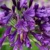 Ever Amethyst Agapanthus (Lily Of The Nile) - 1 Gallon Pot
