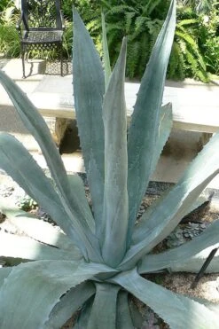 American Agave (Century Plant) - 3 Gallon Pot -FRUIT TREES & PLANTS Sales agave americana centrury plant 1