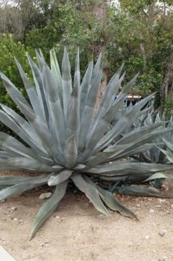 American Agave (Century Plant) - 3 Gallon Pot -FRUIT TREES & PLANTS Sales agave americana centrury plant 5