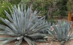 American Agave (Century Plant) - 3 Gallon Pot -FRUIT TREES & PLANTS Sales agave americana centrury plant 6
