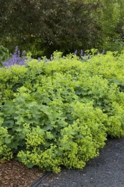 Auslese Lady's Mantle (Alchemilla Mollis) - 1 Gallon Pot -FRUIT TREES & PLANTS Sales alchemilla mollis auslese ladys mantle 1