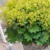 Auslese Lady's Mantle (Alchemilla Mollis) - 1 Gallon Pot -FRUIT TREES & PLANTS Sales alchemilla mollis auslese ladys mantle 3