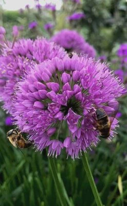 Millenium Allium (Ornamental Onion) - 1 Gallon Pot -FRUIT TREES & PLANTS Sales allium millenium 10 1