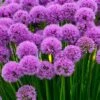 Millenium Allium (Ornamental Onion) - 1 Gallon Pot -FRUIT TREES & PLANTS Sales allium millenium 12 1