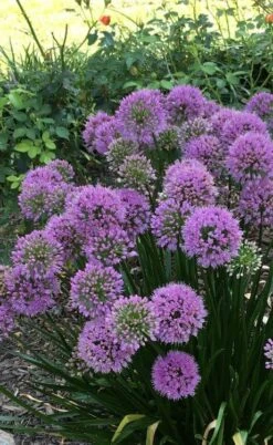 Millenium Allium (Ornamental Onion) - 1 Gallon Pot -FRUIT TREES & PLANTS Sales allium millenium 2 1